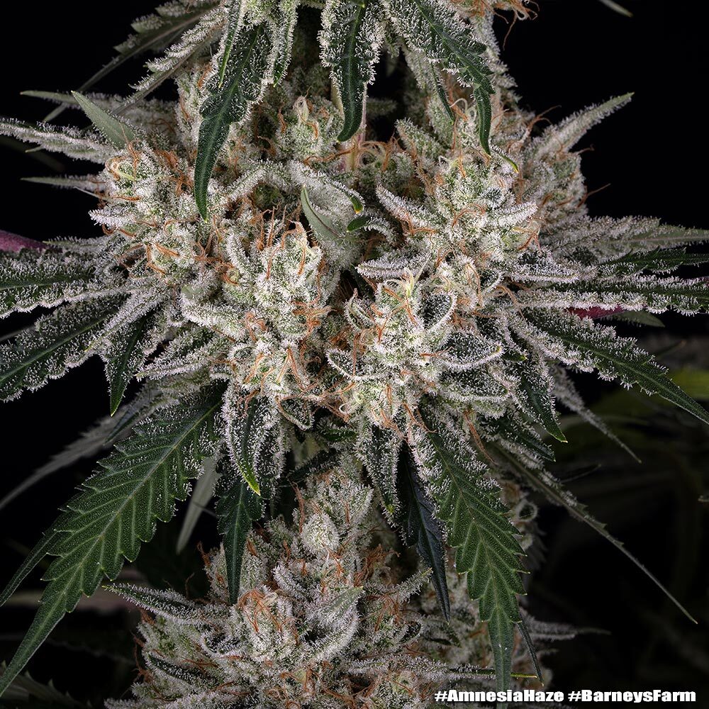 Amnesia Haze Barney's Farm