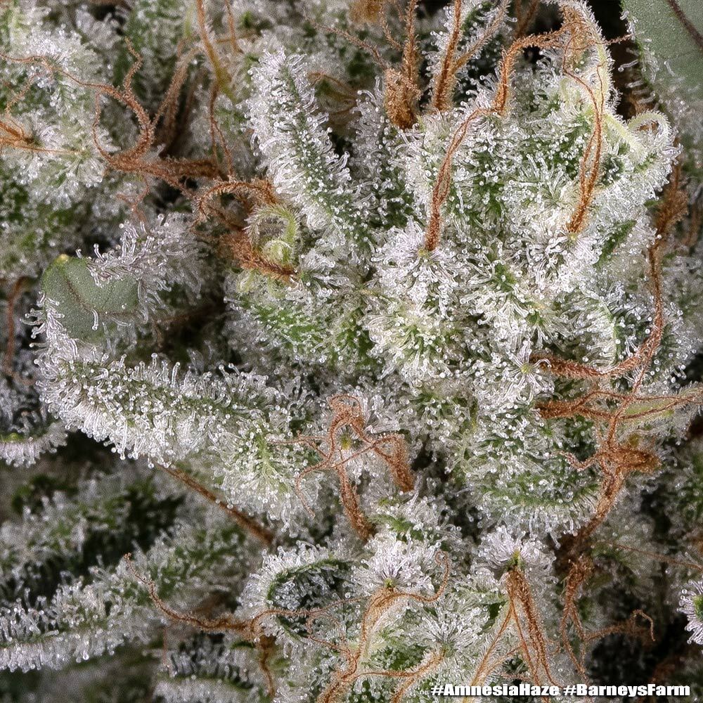 Amnesia Haze Barney's Farm