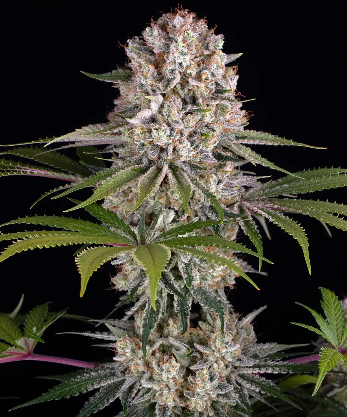 Amnesia Haze Barney's Farm