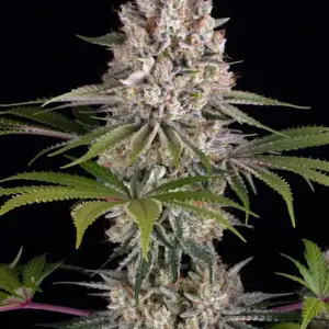 Amnesia Haze Barney's Farm