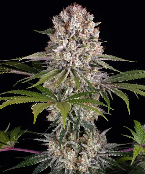 Amnesia Haze Barney's Farm