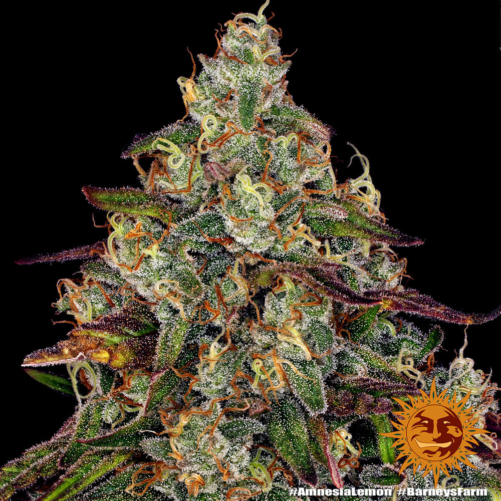 Amnesia Lemon Barney's Farm