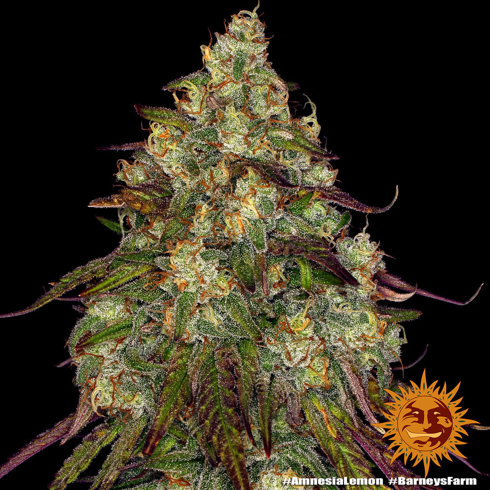 Amnesia Lemon Barney's Farm