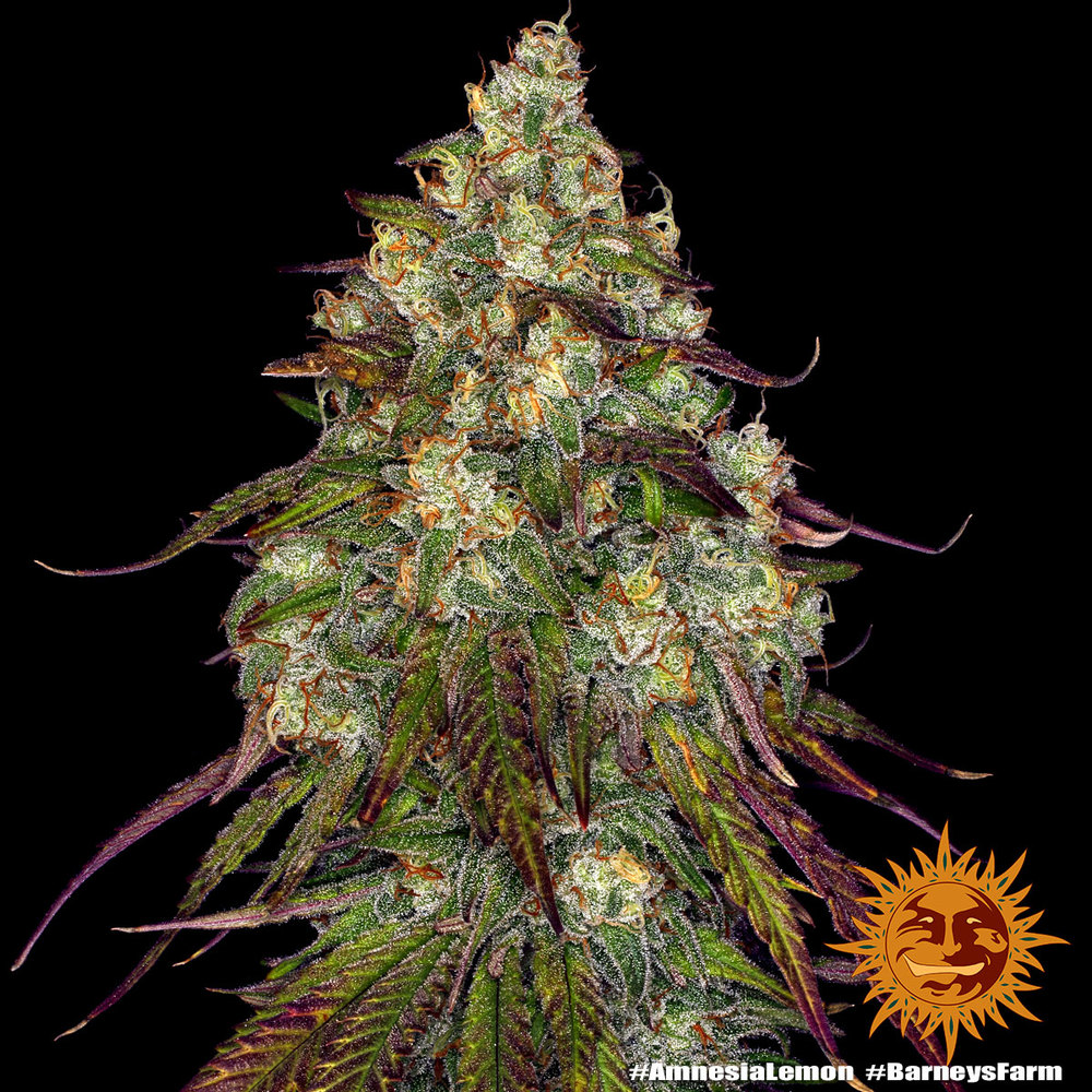 Amnesia Lemon Barney's Farm