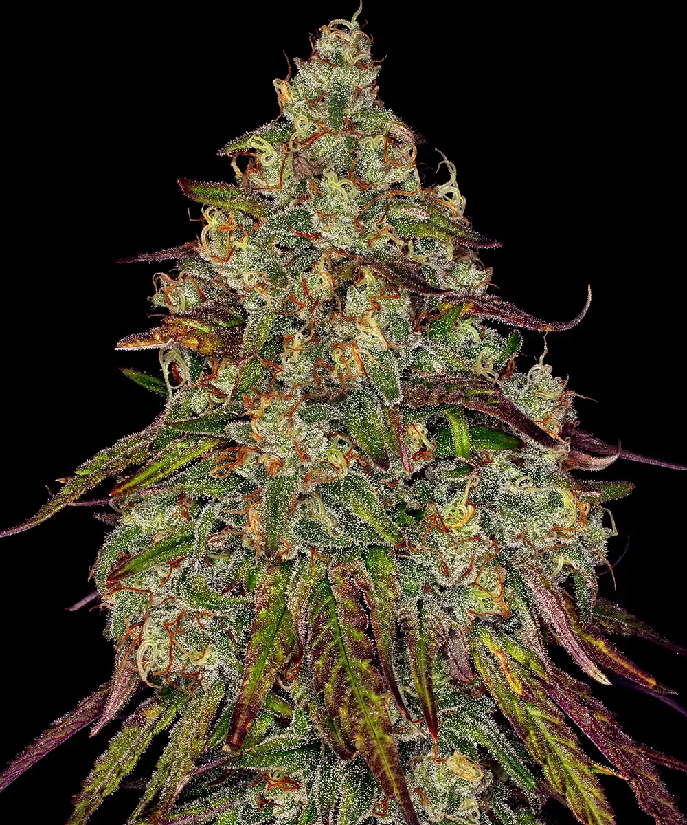 Amnesia Lemon Barney's Farm