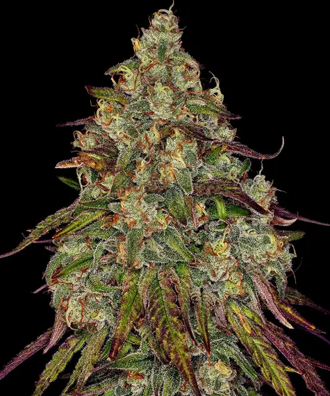 Amnesia Lemon Barney's Farm