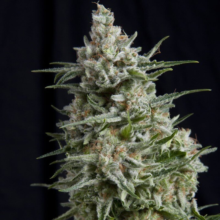 Anesthesia Pyramid Seeds