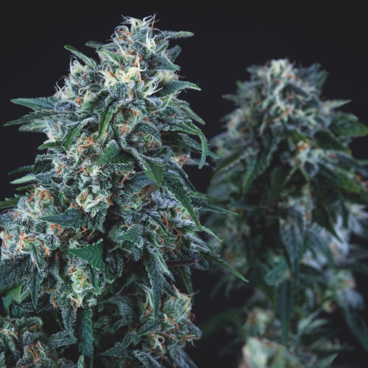 Anubis Pyramid Seeds