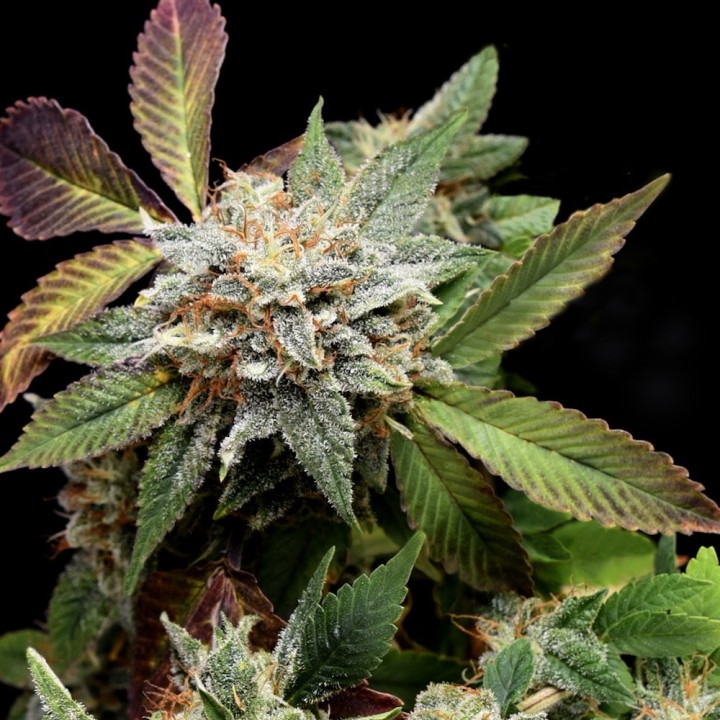 Anubis x Sunset Sherbet Pyramid Seeds