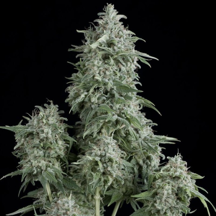 Anubis Pyramid Seeds