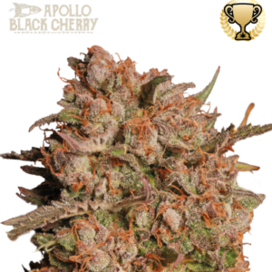 Apollo Black Cherry Auto von Seedstockers
