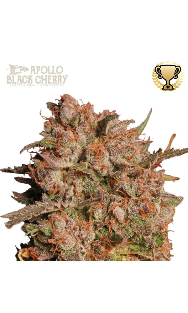 Apollo Black Cherry Auto von Seedstockers