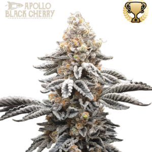 Apollo Black Cherry von Seedstockers