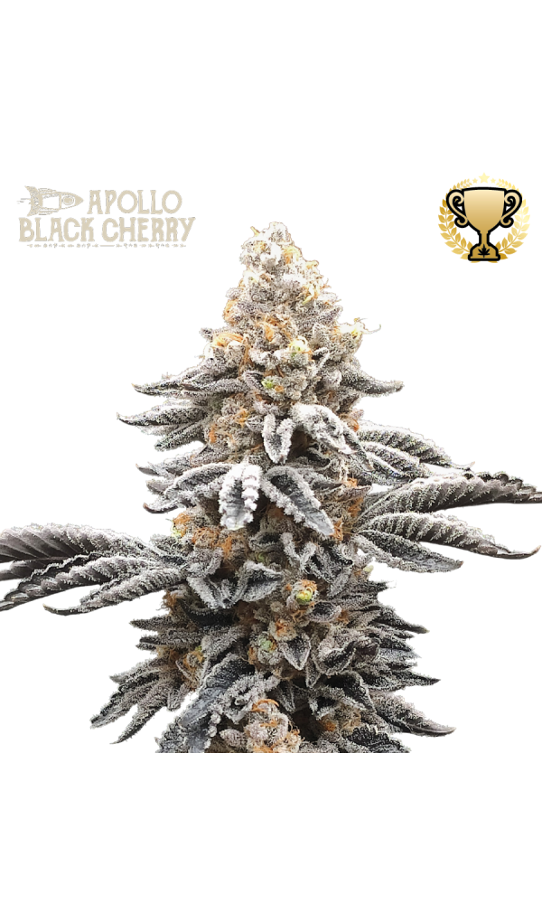 Apollo Black Cherry von Seedstockers
