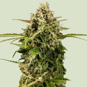 Apollo F1 von Royal Queen Seeds