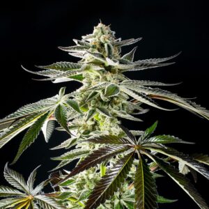 Apple & Bananas von Kannabia Seed Company