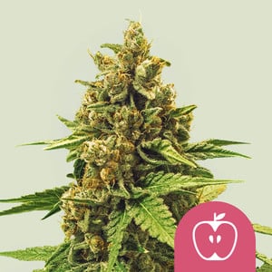 Apple Fritter 1 St. Royal Queen Seeds