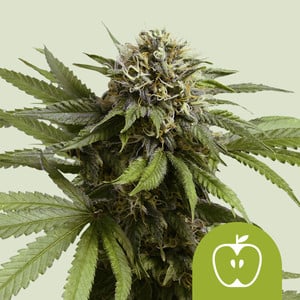 Apple Fritter Auto von Royal Queen Seeds