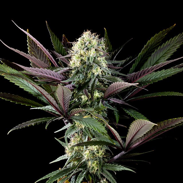 Apple Fritter Bioboost von Kannabia Seed Company