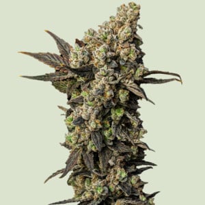 Astro Lemonade F1 von Royal Queen Seeds