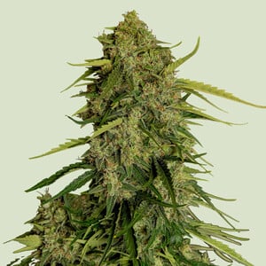 Atlas F1 von Royal Queen Seeds