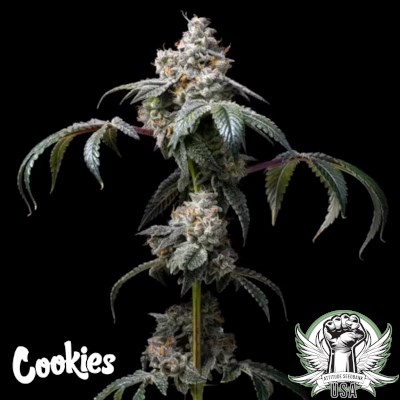 Dirty Diana von Cookies Seed Bank