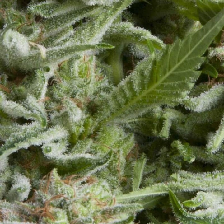 Auto Alpujarreña Pyramid Seeds