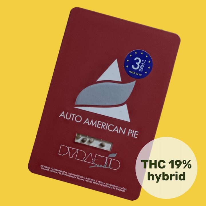 Auto American Pie Pyramid Seeds