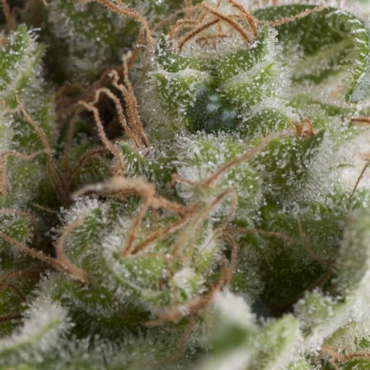 Auto American Pie Pyramid Seeds