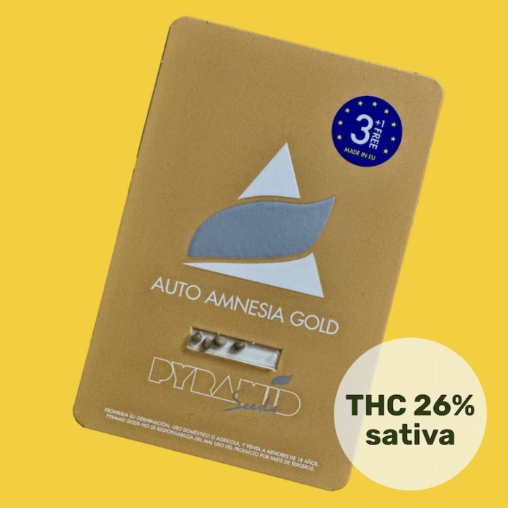 Auto Amnesia Gold Pyramid Seeds