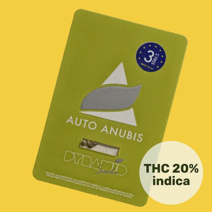 Auto Anubis Pyramid Seeds