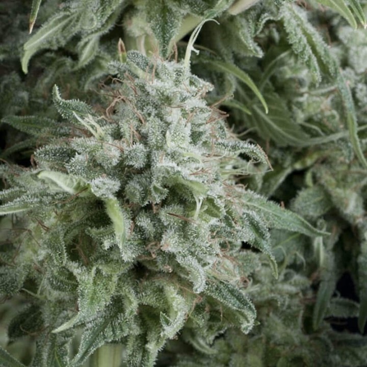 Auto Anubis Pyramid Seeds
