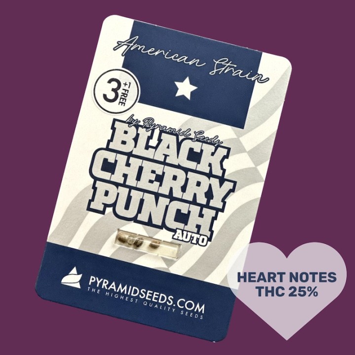 Auto Black Cherry Punch Pyramid Seeds