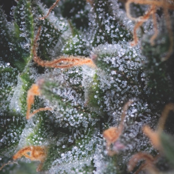 Auto Black Cherry Punch Pyramid Seeds