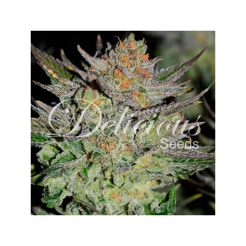 Auto Blue Ace CBD von Delicious Seeds