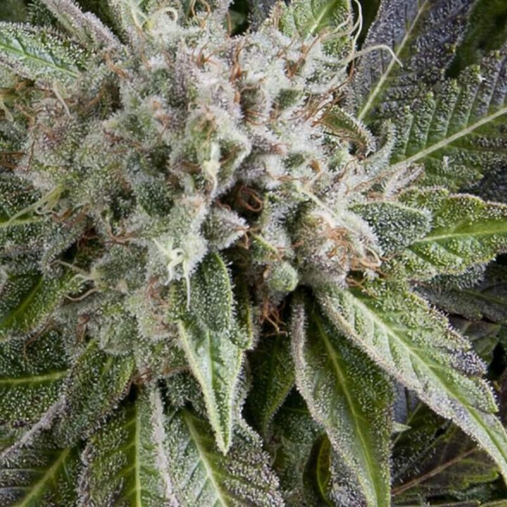 Auto Blue Pyramid Pyramid Seeds
