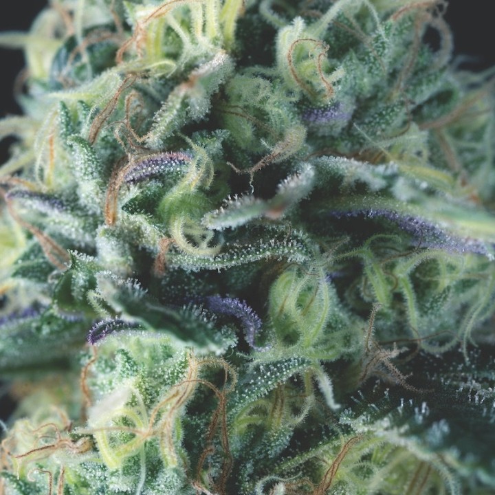 Auto Cookies USA Pyramid Seeds