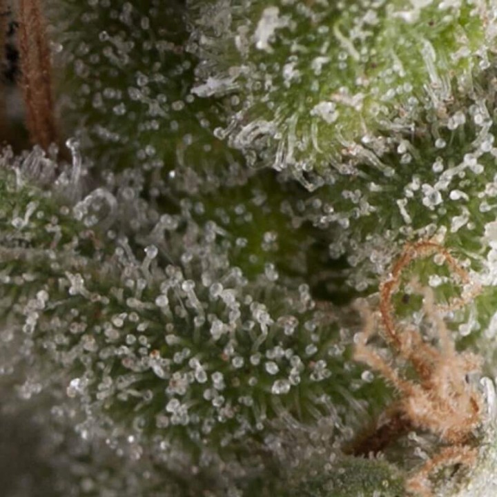 Auto Fresh Candy Pyramid Seeds