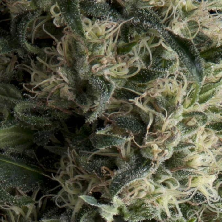 Auto Galaxy Pyramid Seeds