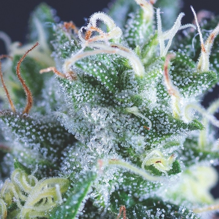 Auto Gelato Pyramid Seeds
