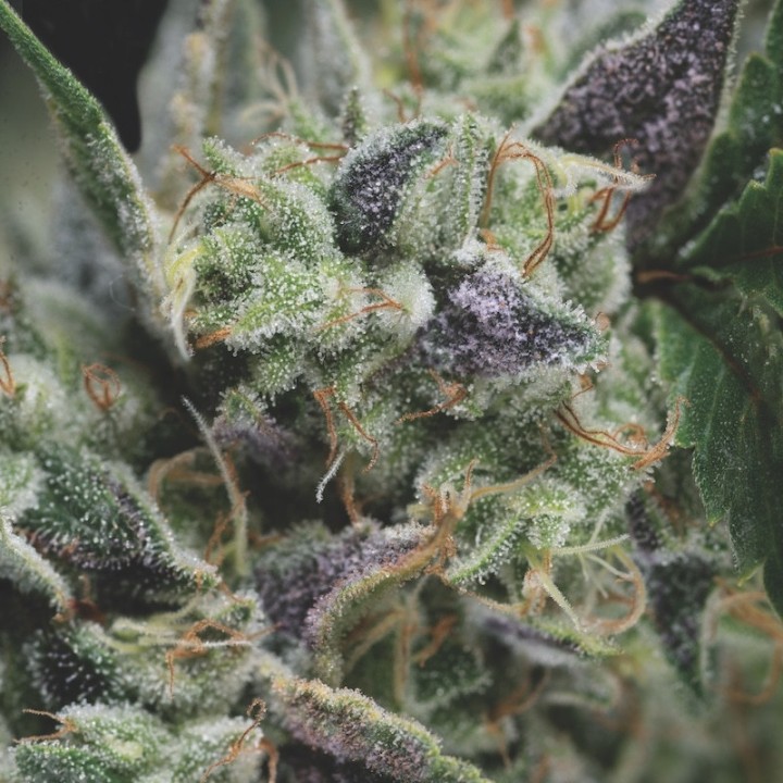 Auto Gorila Pyramid Seeds