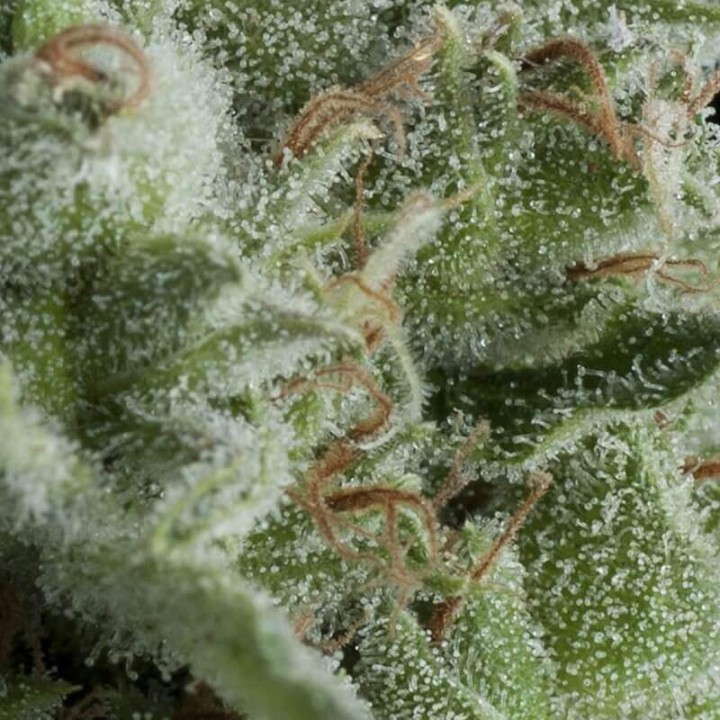 Auto Kryptonite Pyramid Seeds