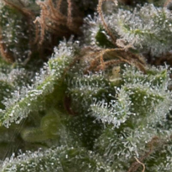 Auto Lennon Pyramid Seeds