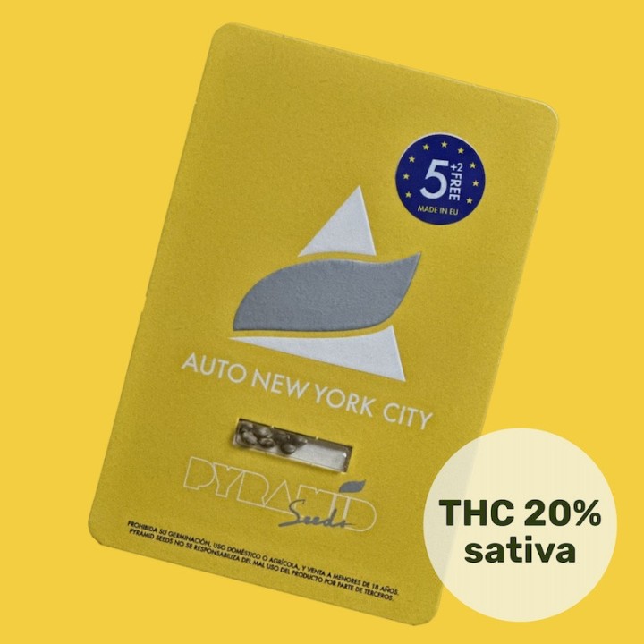 Auto New York City Pyramid Seeds