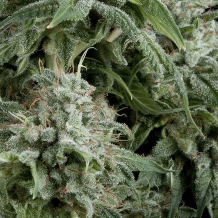 Auto Northern Lights CBD Pyramid Seeds