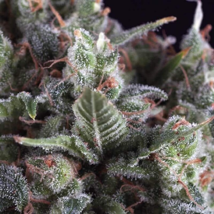 Auto Olympia Pyramid Seeds