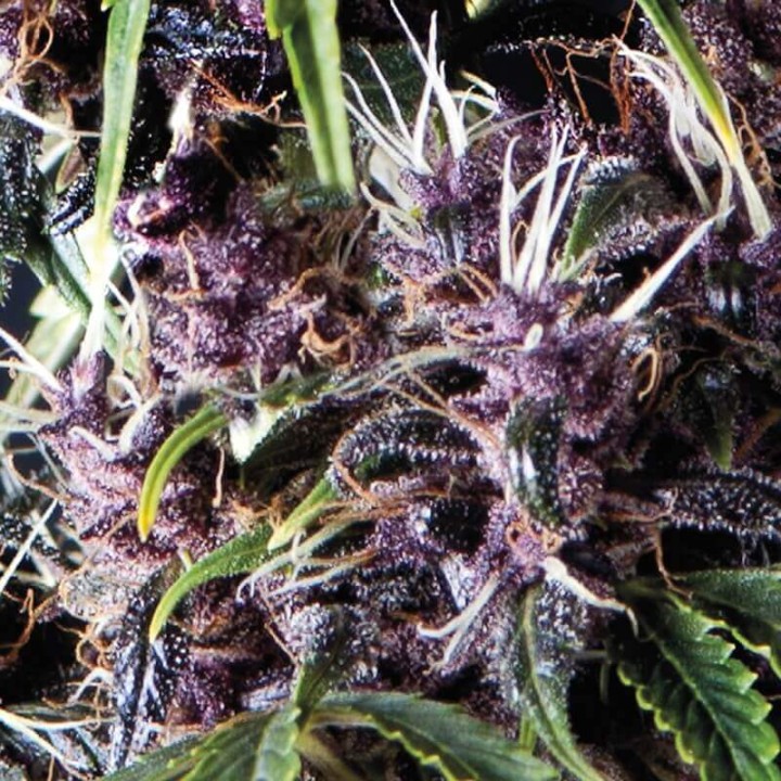 Auto Purple Pyramid Seeds