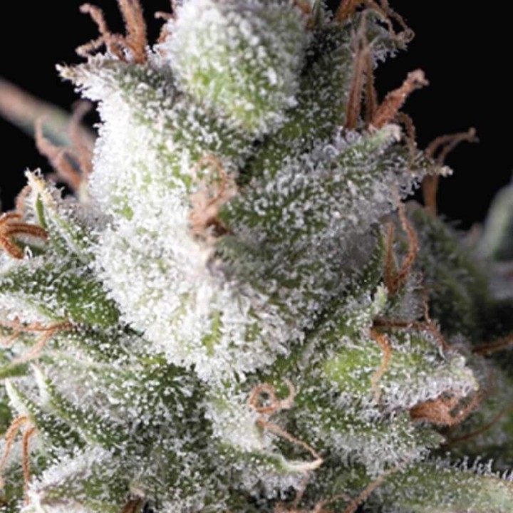 Auto Ramses Pyramid Seeds