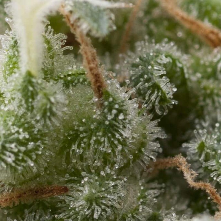 Auto Super Hash Pyramid Seeds