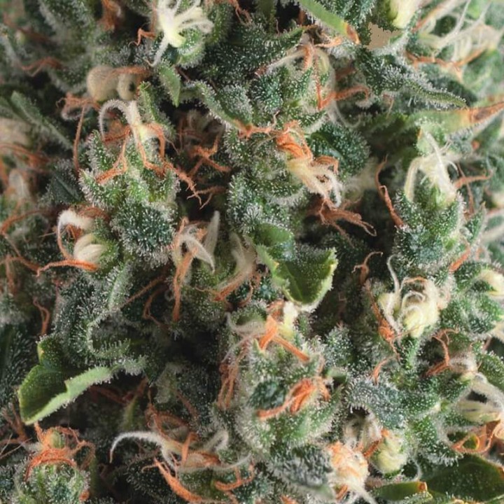 Auto Super OG Kush Pyramid Seeds